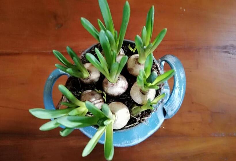 テラス付きスタンダードルーム, Erve Praestinck