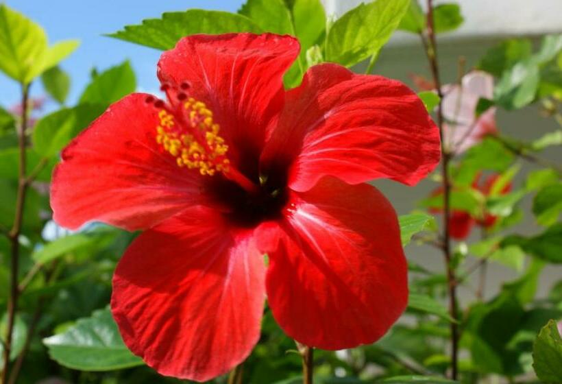 스탠다드 스튜디오 바다 전망, Apartamentos Vistamar