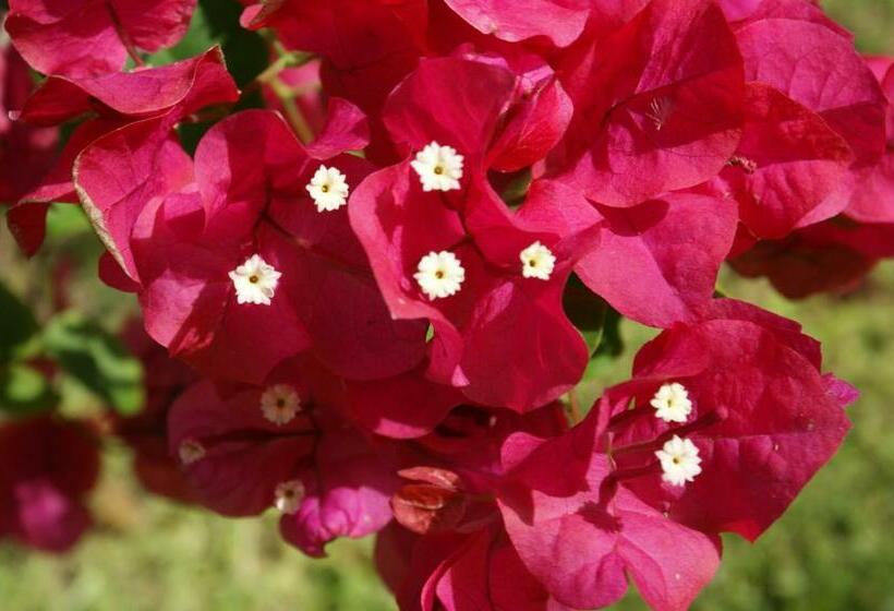 스탠다드 스튜디오 바다 전망, Apartamentos Vistamar