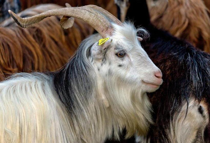 Номер Престиж, Capo D Orto   Porto   Corse