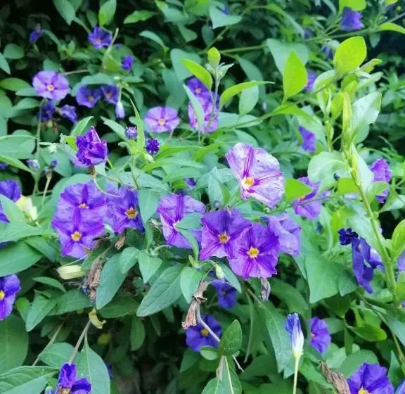 キングサイドベッドのスタンダードワンルーム, Agriturismo Un Mare Di Fiori