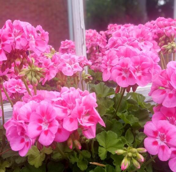 带大床的标准间, Blairpen House Country Inn