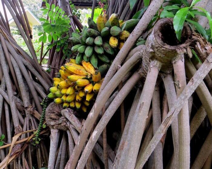 ‫فيلا غرفة نوم واحدة, Pura Vida