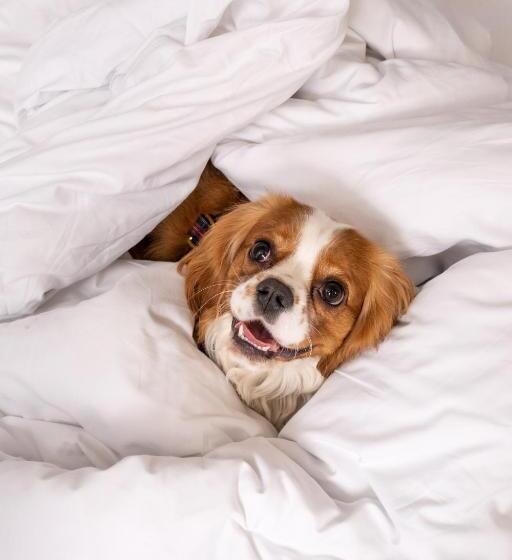 标准工作室, Aparthotel Adagio Paris Suresnes Longchamp