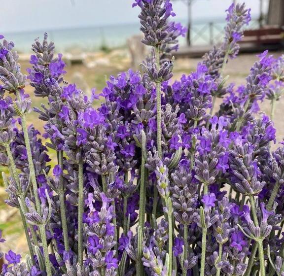 海景套房, Bukhta