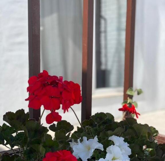 豪华工作室, Bukhta