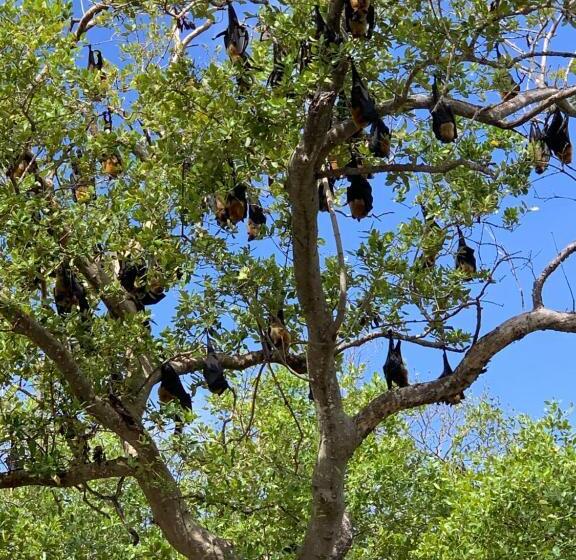 オーシャンビューデラックスルーム, Mafia Beach Bungalows Sea View