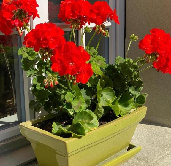 غرفة قياسية, B&b Tannen124