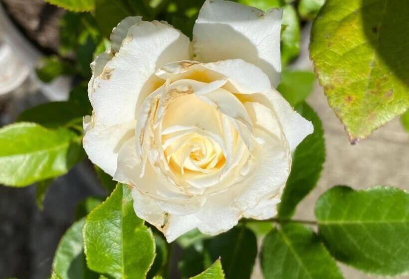 غرفة قياسية, B&b Tannen124