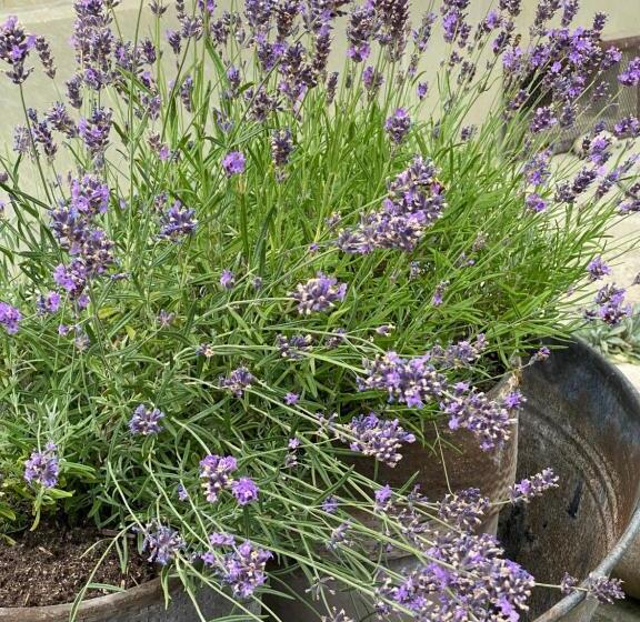 غرفة قياسية, B&b Tannen124