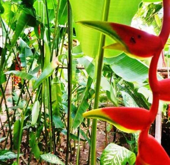 غرفة إقتصادية رباعية, La Buena Vista