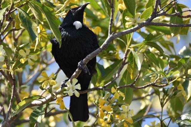 חדר סטנדרט נוף לבריכה, Ashcroft Gardens Bed & Breakfast