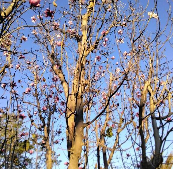 חדר סטנדרט נוף לבריכה, Ashcroft Gardens Bed & Breakfast