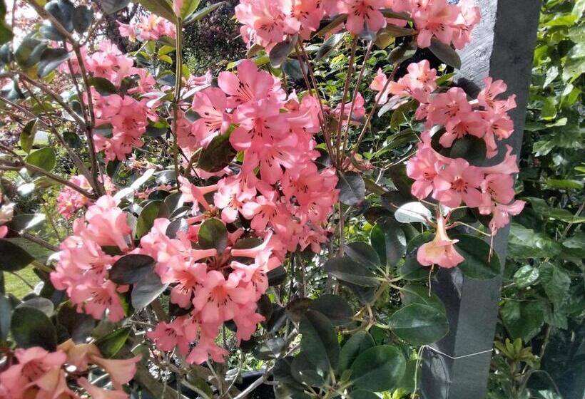 חדר סטנדרט נוף לגינה, Ashcroft Gardens Bed & Breakfast