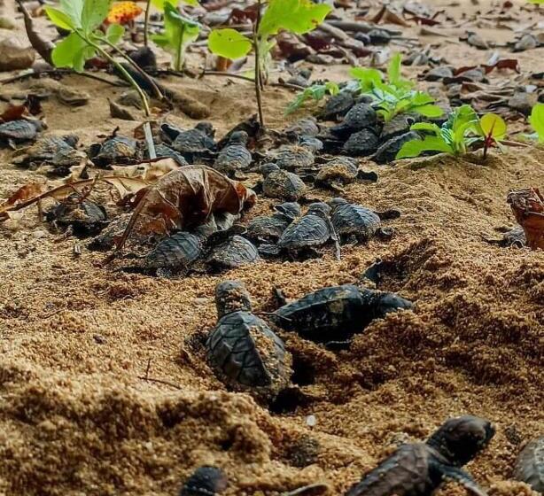 اتاق استاندارد چهار تخته, Caribbean View House