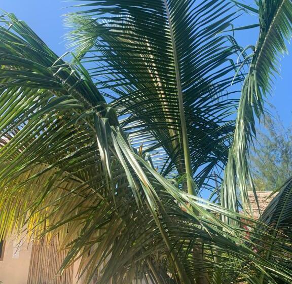 带大床的标准间, Chokoro House