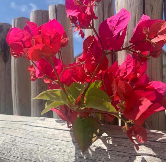 带大床的标准间, Chokoro House