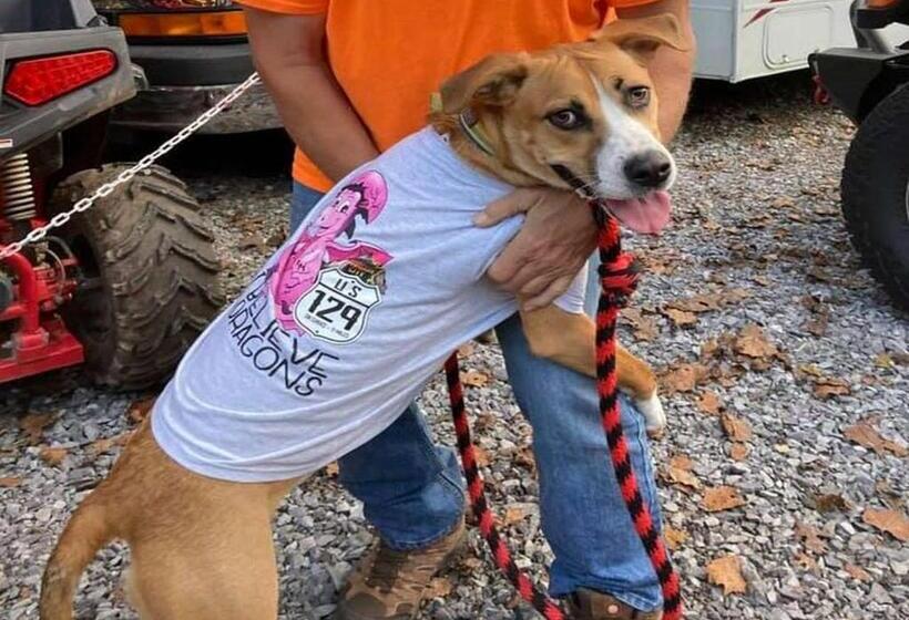 غرفة ديلوكس, Dragon City