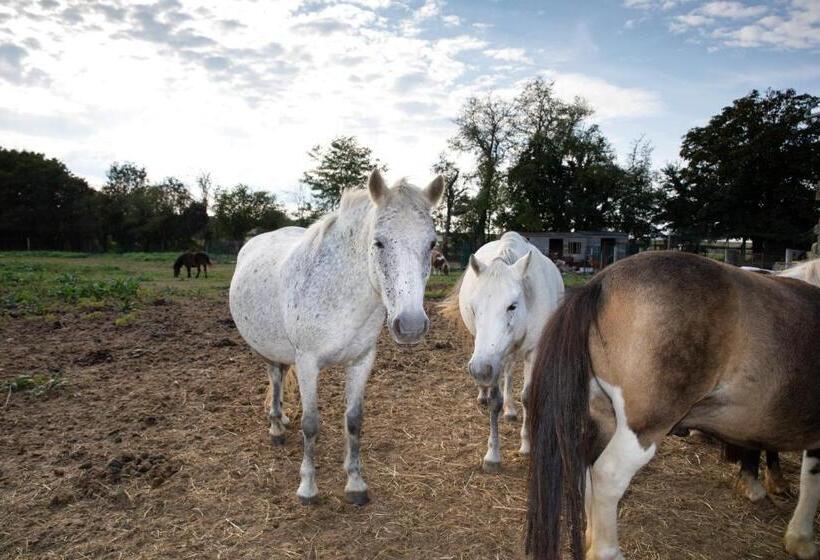 Номер Стандарт Трехместный, Chambre D Hôtes