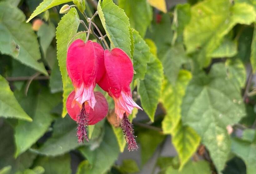 סוויטה נוף לגינה, Paz Na Montanha