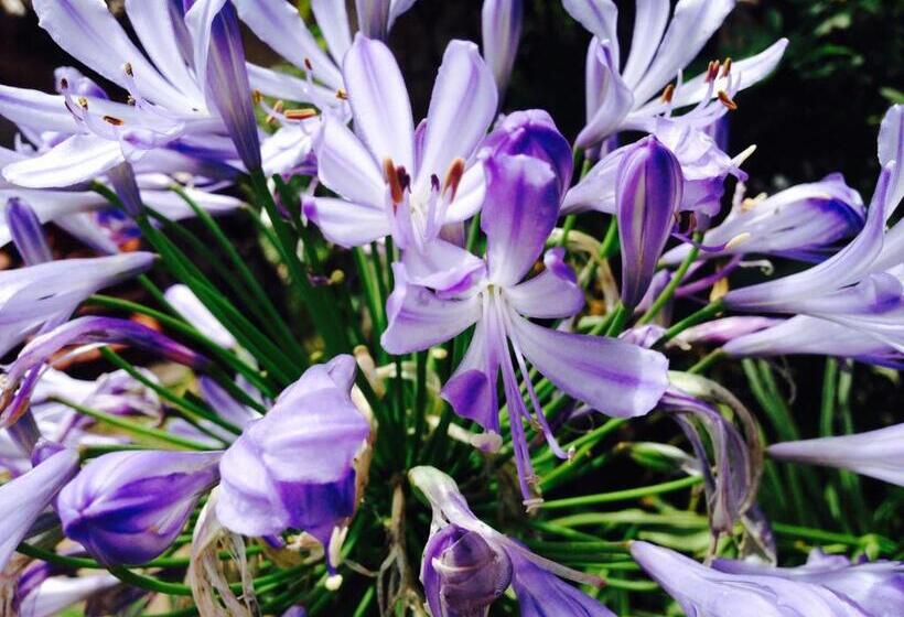 סוויטה נוף לגינה, Paz Na Montanha