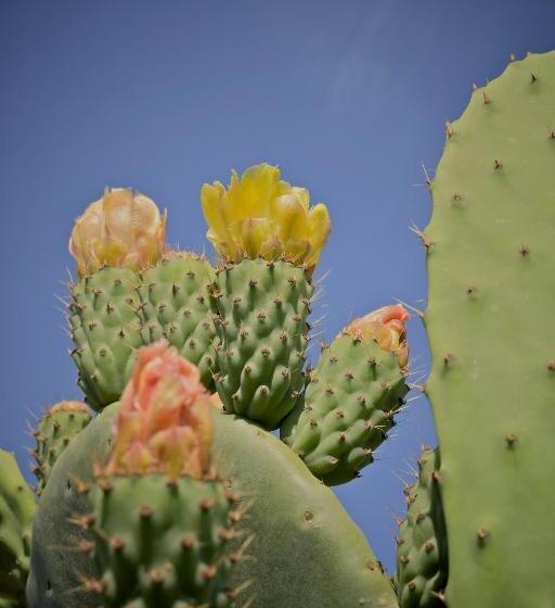 标准房带园景, B&b Casa Caleta