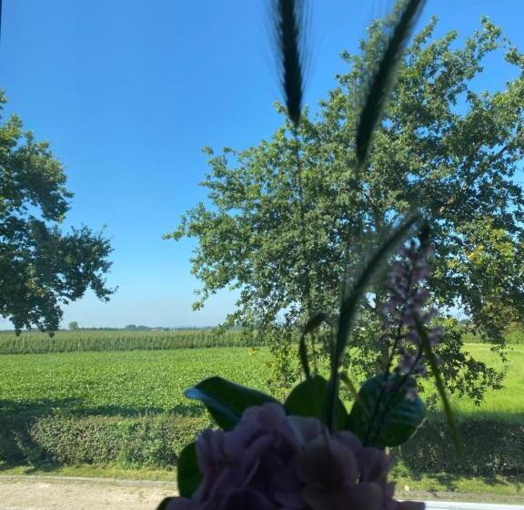 اتاق لوکس, Vida Verde