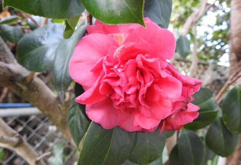 חדר סטנדרט, Kenilworth House Sc