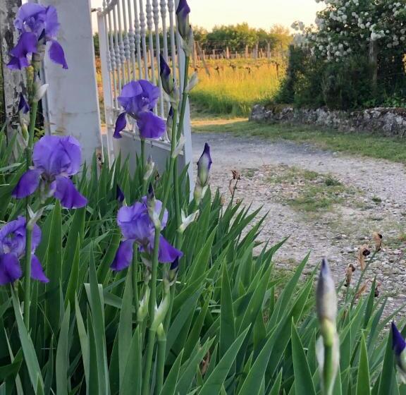 标准房带园景, Damechouette