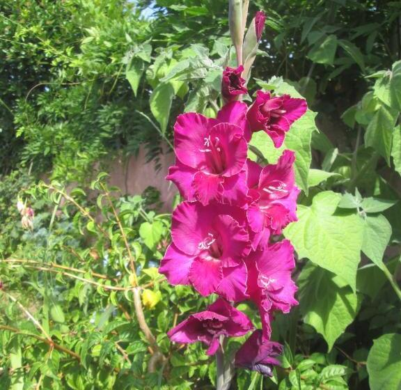 Дом 2 Спальни, Pêssego Al