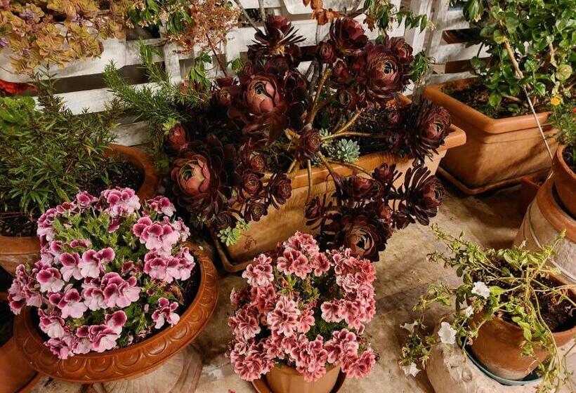 Четырехместный Номер Стандарт, Mandorleolio