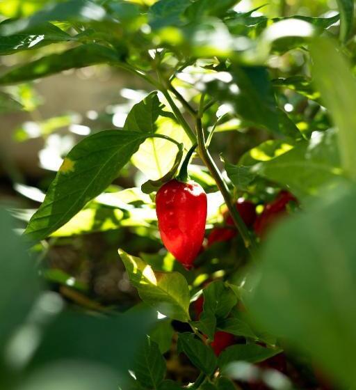 شقة غرفتين, A Natural Retreat