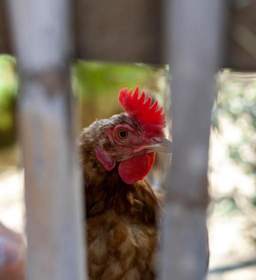 إستوديو قياسى مزودة بتراس, A Natural Retreat