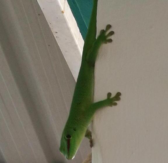 آپارتمان 2 خوابه, Appartement & Studio Lolla