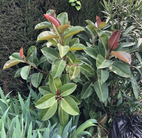 标准间带游泳池, Villa C3 Arthur Rimbaub Chambre D’hôte Piscine Proche Mer Plage 600m