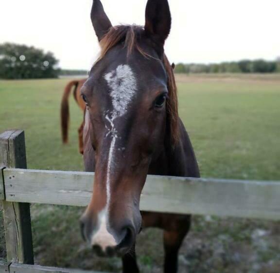 إستوديو قياسى مطلّ علي الحديقة, Kokomo Farms