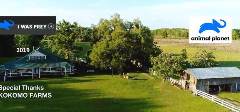 بنجلو قياسى, Kokomo Farms