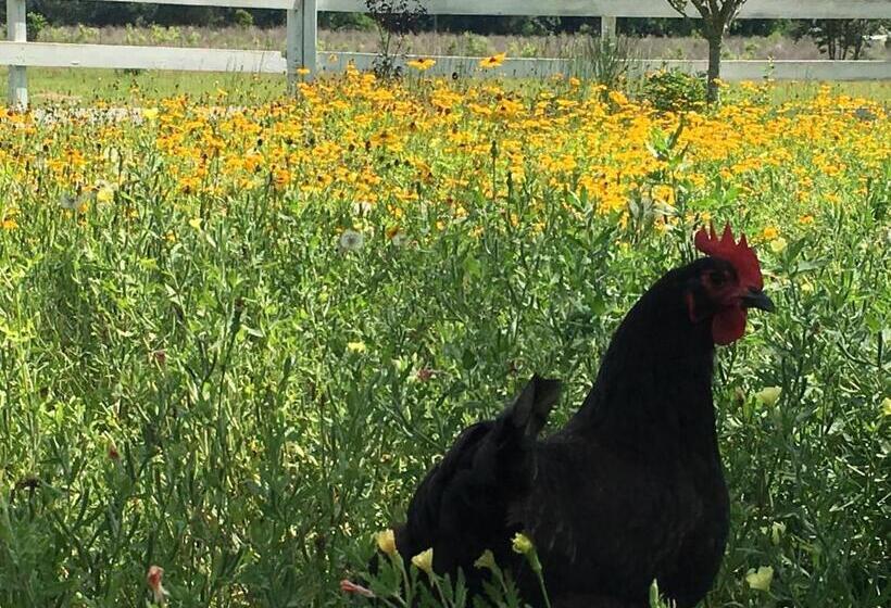 بنجلو قياسى, Kokomo Farms