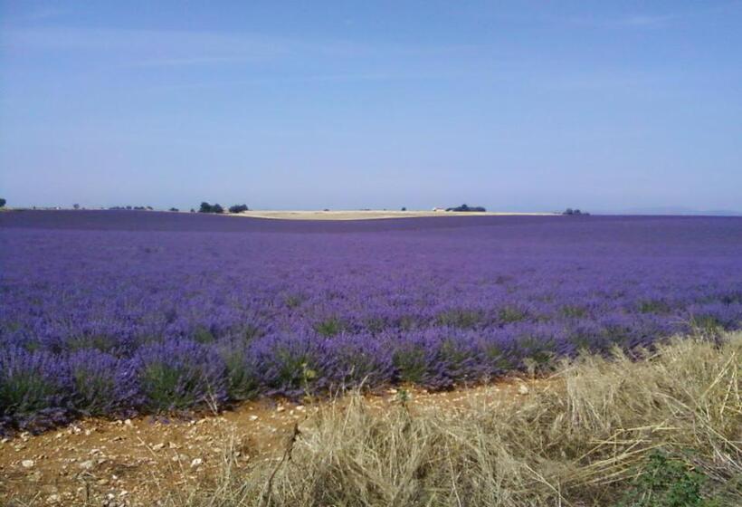 Номер Стандарт, Le Petit Fabre