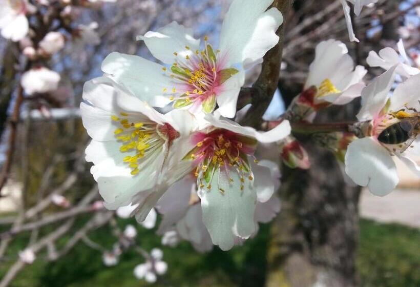 Номер Стандарт, Le Petit Fabre
