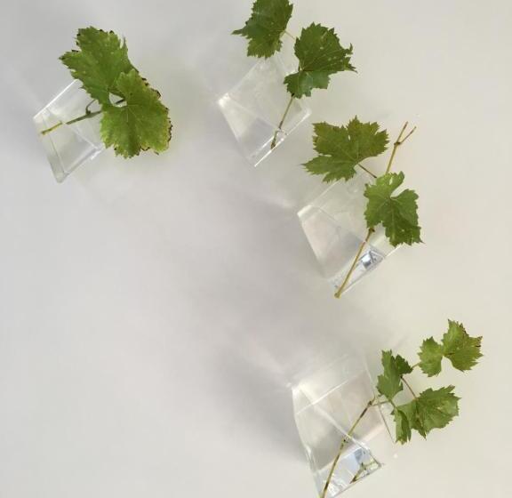 اتاق سوپریور, B&b La Villarella Dei Tulipani