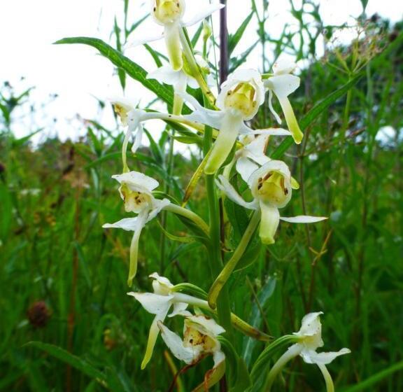 Talo 1 Makuuhuone, Hay On Hye Retreat
