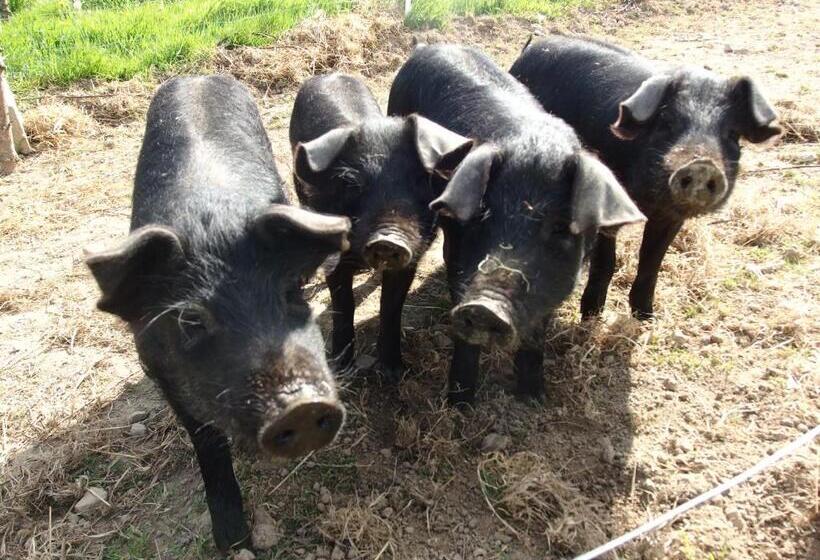 شاليه غرفة نوم واحدة, Hof Mellon