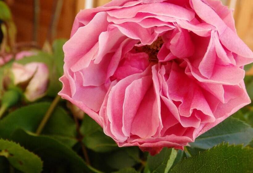 标准房带园景, Les Trois Pommiers