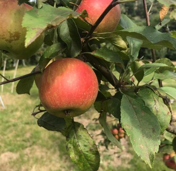 빌라 1 베드룸 - 수영장, Quinta Casa Da Fonte
