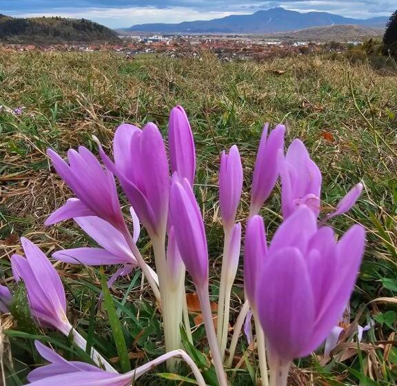 家庭间, Pensiunea Kyfana Zarnesti