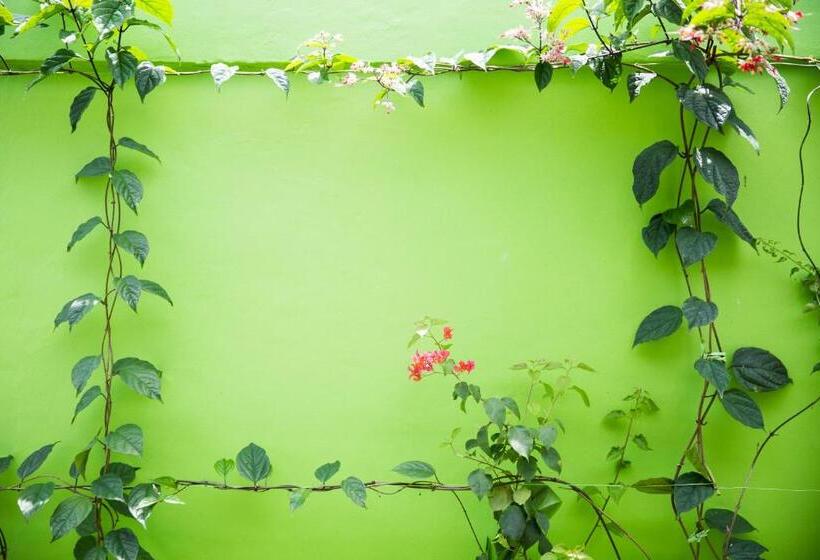 חדר דלוקס, Blue Coco