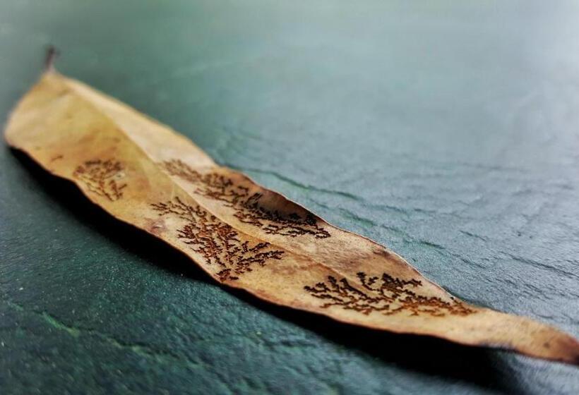 דירת חדר, Maya Sanctuary