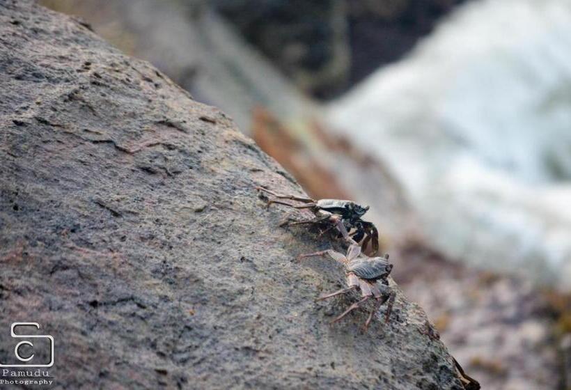 חדר משפחתי, Induruwa Beach Villa