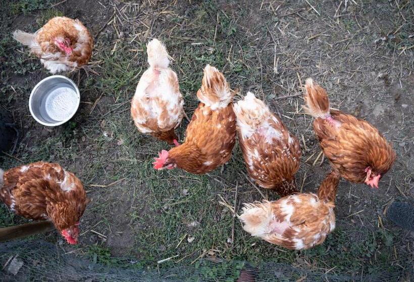 غرفة قياسية, B&b Bacchus Grotto With Only 1 Suite 45m2, Plunge Pool & Jardin Privé